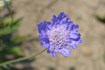 Caucasian pincushion flower
