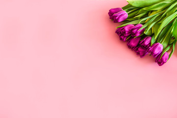 beautiful purple tulips on pink background. February 14 card, Valentine's day. Flower delivery. 8 March, International Happy Women's Day, Birthday, Mothers day