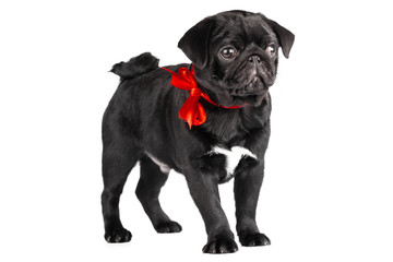 Pug dog isolated on a white background