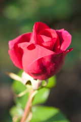 Red roses in the garden - Image