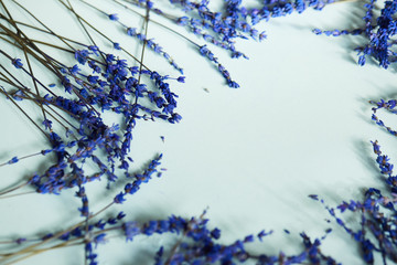 lavanda on blue background