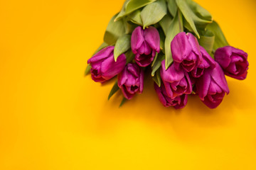  Beautiful bouquet of purple tulips on a yellow background close-up. Postcard February 14, Valentine's Day. Flower delivery. March 8, International Women's Day, Birthday, Mother's Day