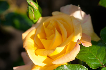 Peace. (Hybrid tea rose.)