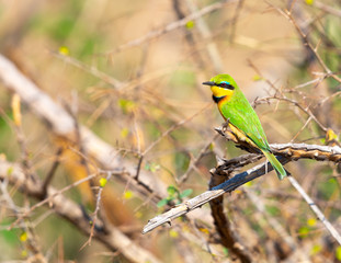 little bee-eater