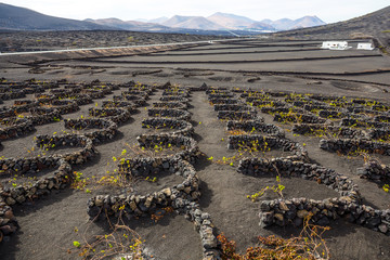 Famous vineyards of La Geria on volcanic soil in Lanzarote, Canary Islands, Spain