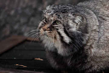 A large wild cat manul looks up and sits. A beautiful big cat.