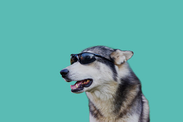 Portrait of Siberian husky.Dog wearing glasses.