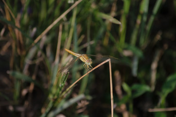 Lovely-butterfly