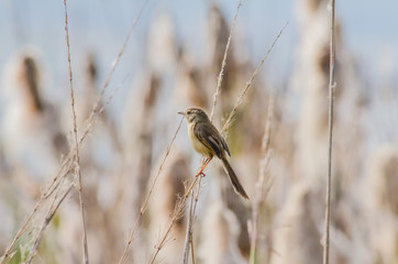 Sparrow on grass