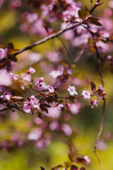 Spring blossom. Pink flowers of cherry plum tree.