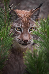 Muzzle lynx close-up among the fir branches, the cat carefully looks from the ambush, attentive gaze