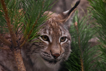 Muzzle lynx close-up among the fir branches, the cat carefully looks from the ambush, attentive gaze