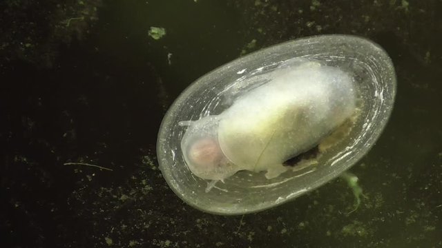 Spitzschlammschnecke&nbsp;(Lymnaea stagnalis) 