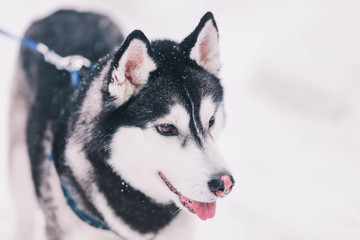 Siberian husky  in the snowy forest