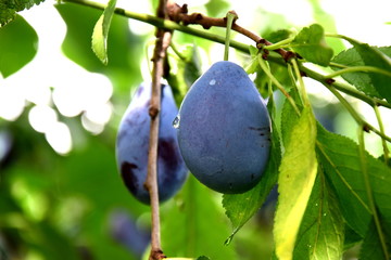 Reife Pflaumen am Baum