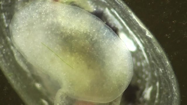 Spitzschlammschnecke&nbsp;(Lymnaea stagnalis) 