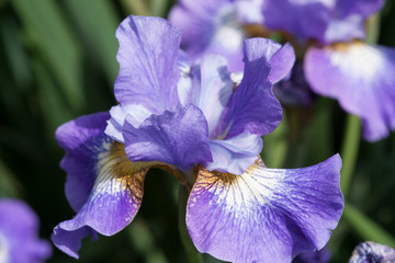 Blossoming iris flower in a meadow