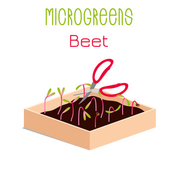 Microgreens Beet. Sprouts in a bowl. Sprouting seeds of a plant. Vitamin supplement, vegan food.