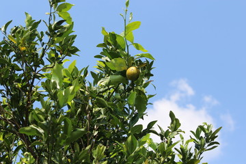 oranges on tree