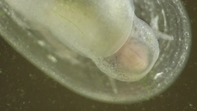 Spitzschlammschnecke&nbsp;(Lymnaea stagnalis) 