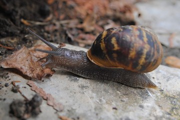 Escargot