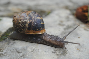 Escargot