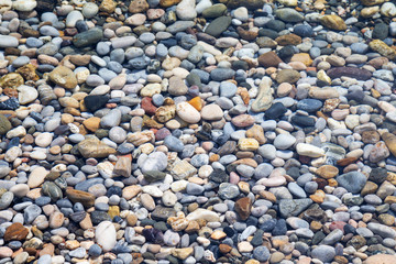 Citlembik / Northern Hackberry Seeds / Terebinth Berry / Celtis Occidentalis