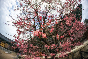 Tongdosa  temple and Plum Blossom