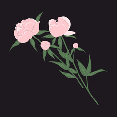 Pink peonies on a black background. Spring flowers with leaves. Vector illustration.
