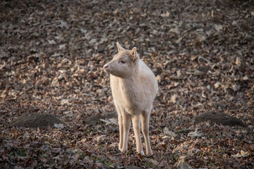 Obraz premium Kleiner weißer Damhirsch auf Herbstlaub