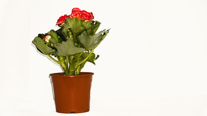 Red flowers in white background pots