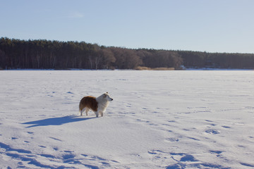 The dog on the ice