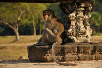 Ein Rhesusaffe bei Angkor wat © Fotolla