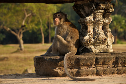 Ein Rhesusaffe bei Angkor wat