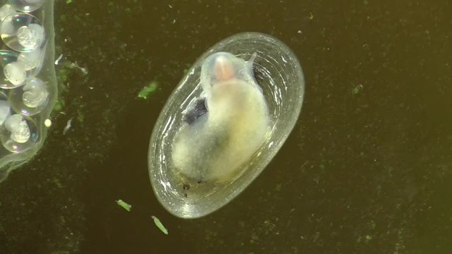 Spitzschlammschnecke&nbsp;(Lymnaea stagnalis) 
