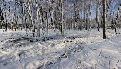 Winter day in the park