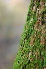 Moos an einem Baumstamm