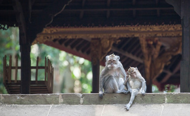 Long-tailed macaques at stone temple Sangeh monkey forest, Bali, Indonesia