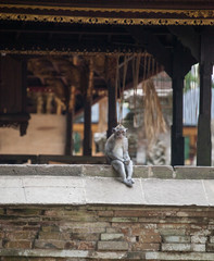 Long-tailed macaques at stone temple Sangeh monkey forest, Bali, Indonesia