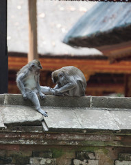 Long-tailed macaques at stone temple checking for louse in Sangeh monkey forest, Bali, Indonesia