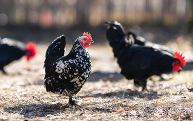 A flock of hens, chickens and rooster roam freely in a yard