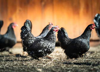 A flock of hens, chickens and rooster roam freely in a yard