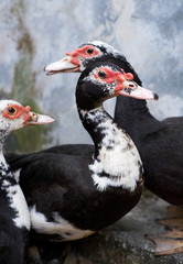 Closeup of western duck on grey wall background