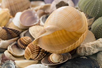 Giant tun, Tonna galea, and empty see animal shells