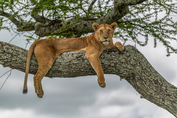 Lioness resting high up in a tree.  An alert lioness on a large branch in an acacia tree in Serengeti National Park, Tanzania. She is looking for prey, after the long rains. Panthera Leo.
