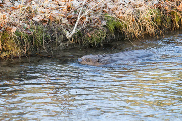 A European beaver swims in the water of a river