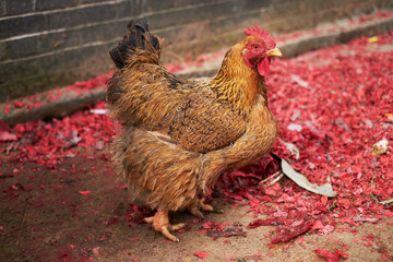 Closeup chicken in the countryside