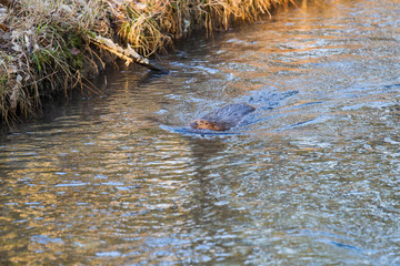 A European beaver swims in the water of a river