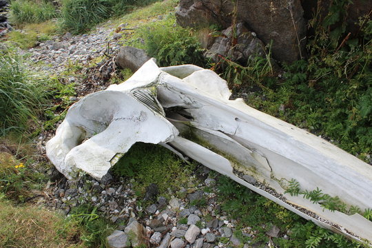 Walknochen