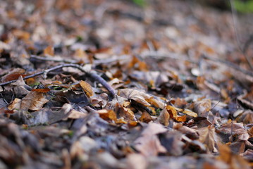 Waldboden im Winter in einem Laubwald